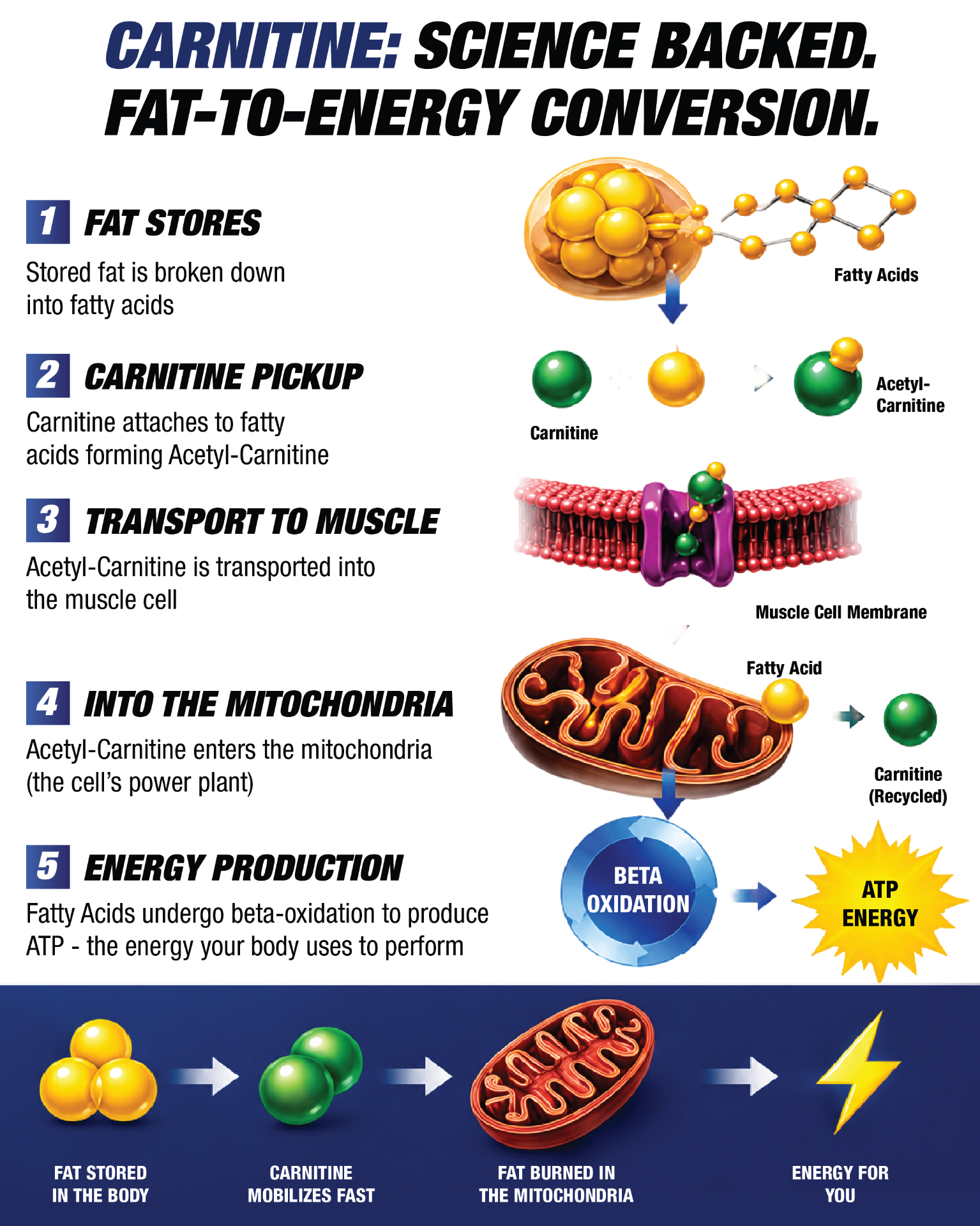 Carnitine science infographic